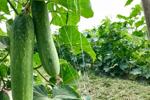 تصویر 5 از قیمت خرید خیار سبز گلخانه ای + فروش ویژه